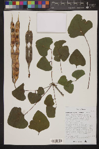 Erythrina flabelliformis image