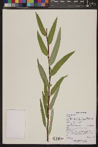 Salix laevigata image