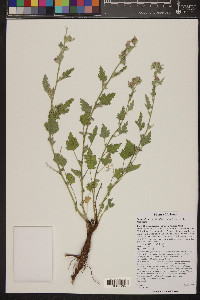 Sphaeralcea grossulariifolia image