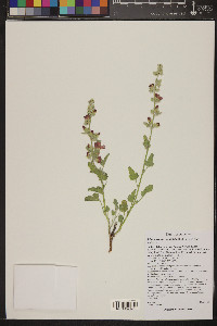 Sphaeralcea grossulariifolia image