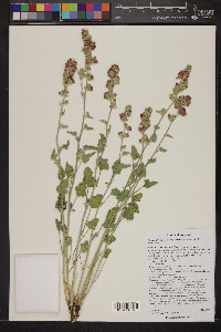 Sphaeralcea grossulariifolia image