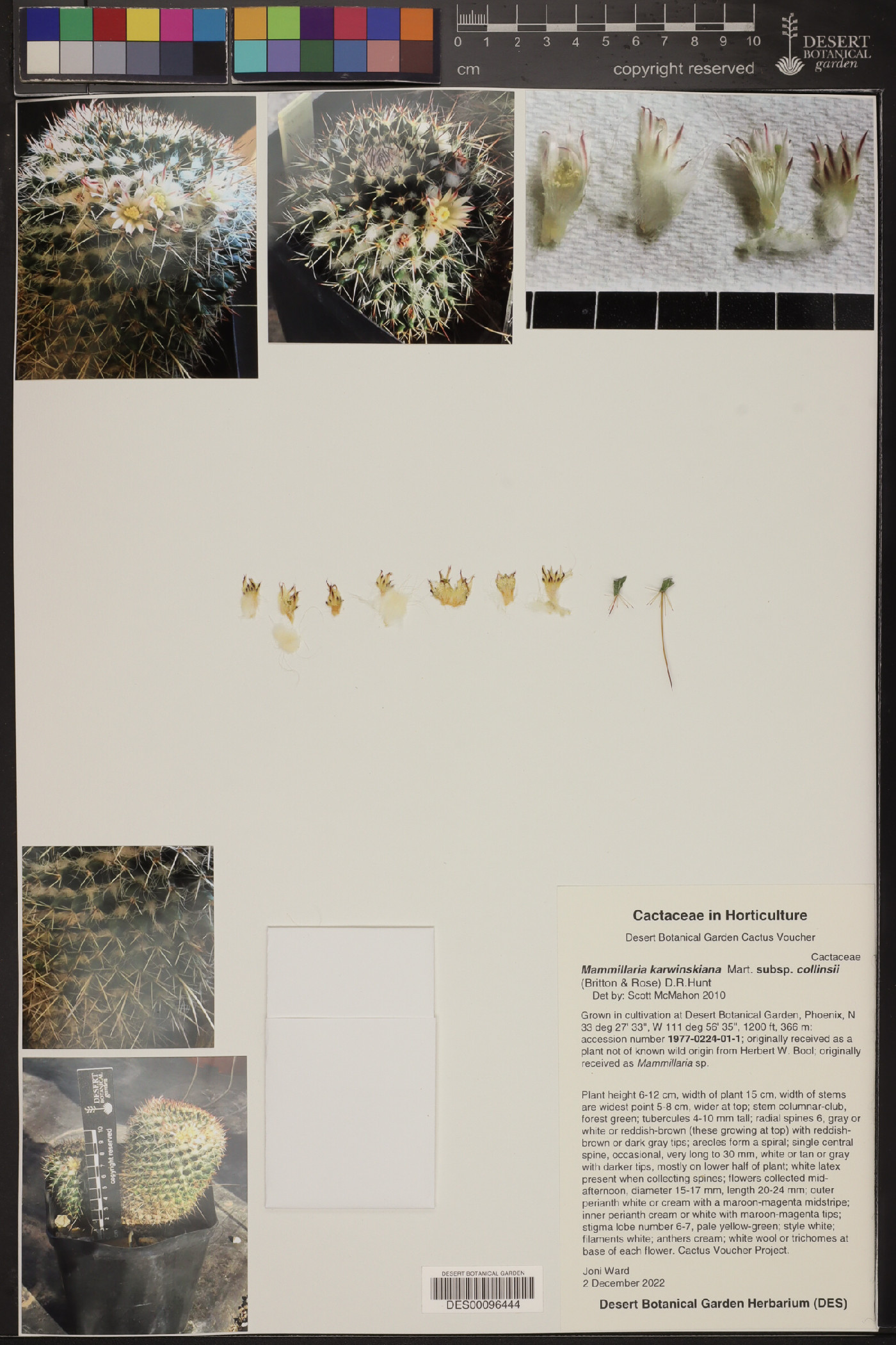 Mammillaria karwinskiana subsp. collinsii image