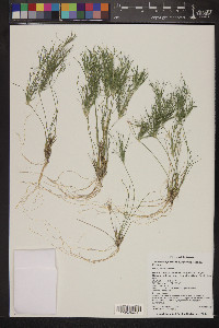 Dasyochloa pulchella image