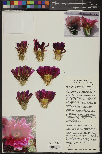 Echinocereus bonkerae image