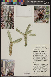 Cylindropuntia abyssi image