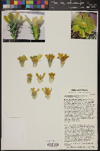 Cylindropuntia abyssi image