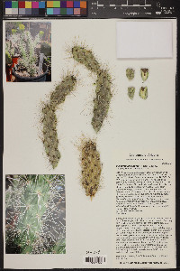 Cylindropuntia abyssi image