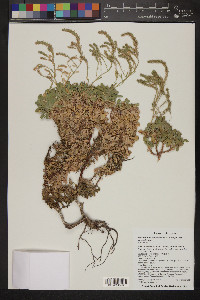 Petrophyton caespitosum image