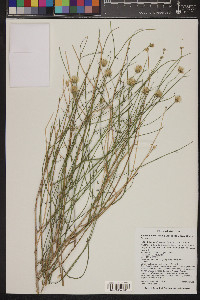 Bebbia juncea image