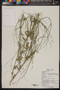 Boerhavia wrightii image