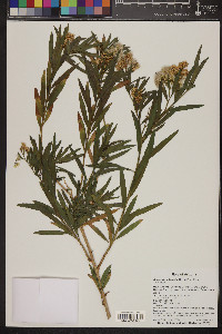 Baccharis salicifolia image