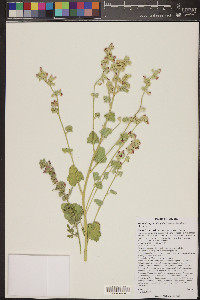 Sphaeralcea grossulariifolia image