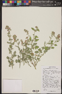 Sphaeralcea grossulariifolia image