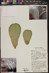 Opuntia basilaris image