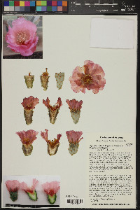 Opuntia basilaris image