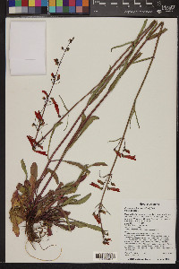 Penstemon barbatus image