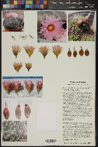 Coryphantha vivipara var. vivipara image