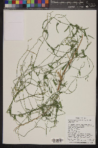 Funastrum heterophyllum image