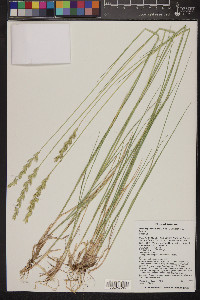 Pascopyrum smithii image