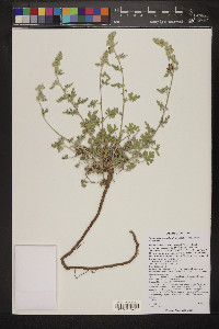 Sphaeralcea grossulariifolia image