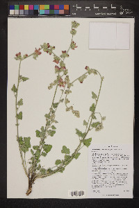 Sphaeralcea grossulariifolia image