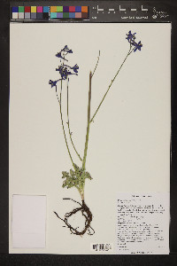 Delphinium scaposum image