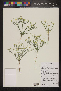 Xanthisma gracile image