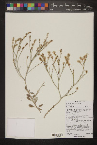 Eriogonum wrightii image