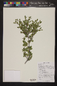 Cercocarpus montanus image