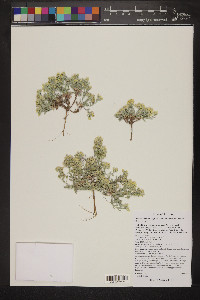 Physaria arizonica image