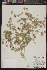 Tidestromia oblongifolia image