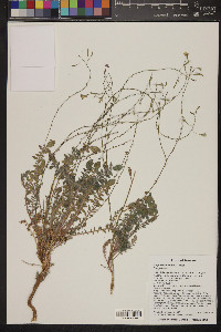 Chylismia walkeri image