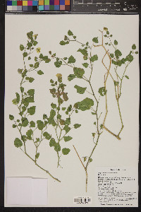 Physalis crassifolia image