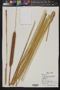 Typha domingensis image