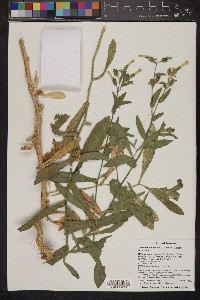 Nicotiana obtusifolia image