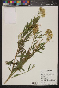 Baccharis salicifolia image