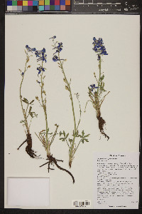 Delphinium scaposum image