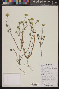 Layia glandulosa image