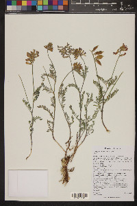 Astragalus humistratus image