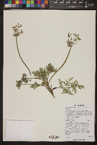 Lomatium nevadense image