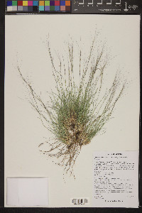 Aristida purpurea var. nealleyi image