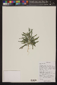 Erysimum repandum image