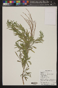 Baccharis salicina image