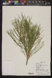 Baccharis sarothroides image