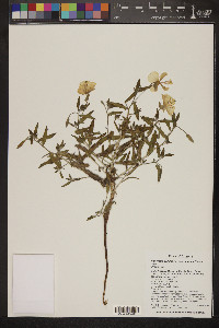 Oenothera pallida subsp. runcinata image