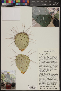 Opuntia phaeacantha image