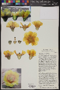 Opuntia phaeacantha image