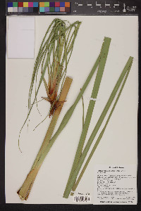 Cladium californicum image