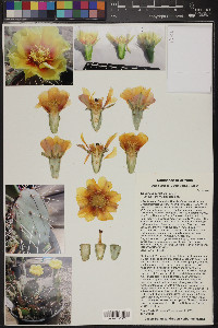 Opuntia macrorhiza image