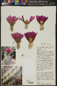 Echinocereus fendleri var. fasciculatus image